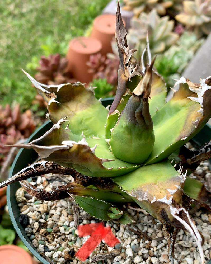 ダイソー産アガベ🌵あれから大きくなりました🌱2018〜2023