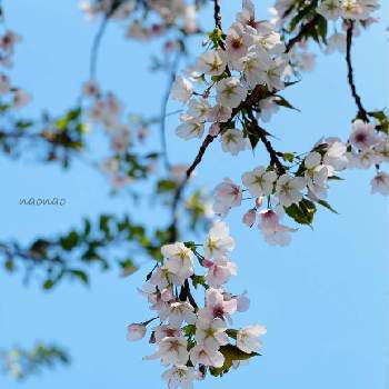 桜ソメイヨシノの画像 by nao70＊さん | 桜ソメイヨシノととっても綺麗と桜大好きと青空ととピンクのお花とお花は癒しとフリューブルー