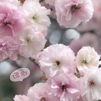 たくさん咲いたの画像 by あやさん | お出かけ先と桜フォトコン2022となが〰く咲いてと優しい色と桜　一葉とたくさん咲いた