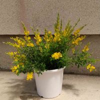 エニシダの画像