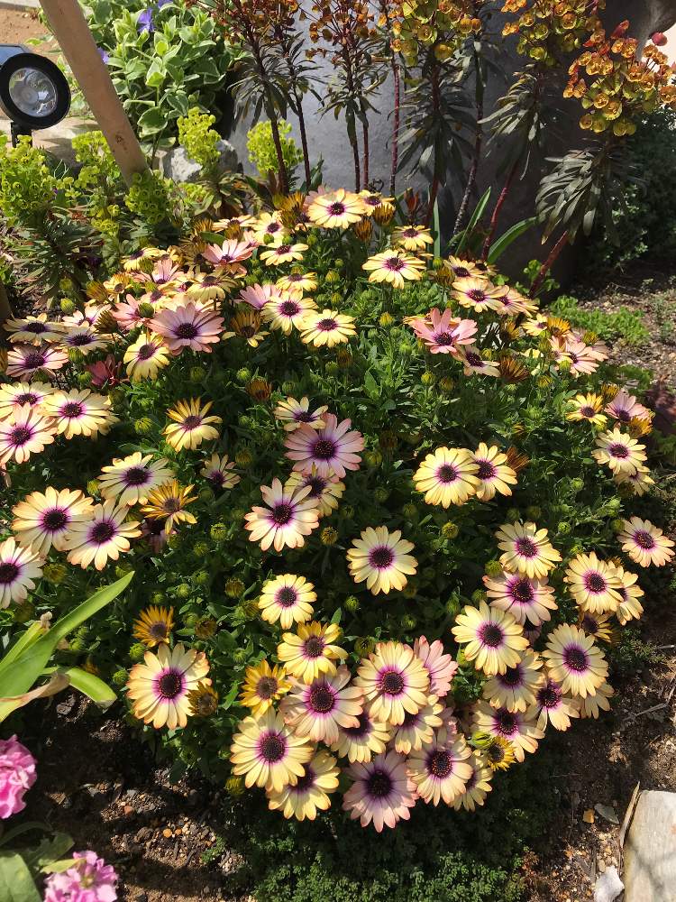 オスぺオスペルマムの投稿画像 By まるぽぽさん 22月4月17日 Greensnap グリーンスナップ Greensnap グリーンスナップ