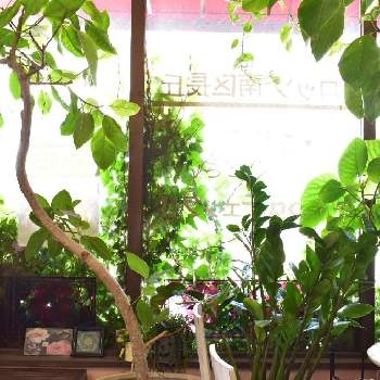 ザミオクルカスザミフォーリアの画像 by ROSSOさん | 窓辺とカラテア マコヤナとザミオクルカスザミフォーリアとウンベラータとアイビーとフィカス・アルテシマと多肉植物とドライガーデンと福岡と観葉植物と窓辺の植物たちと美容室とロックガーデンとありがとう♡と花壇とクワズイモ★とフィカス属と西陽と ウンベラータとジャングル化計画とDIYとサンキャッチャー✨とシダ植物とわたしの家の観葉植物とウンベラータ♡︎ʾʾと新芽とアガベ属