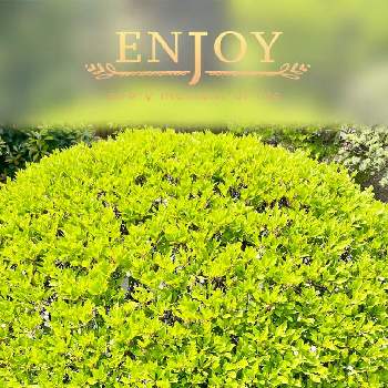 美しい緑の画像 by ひろみさん | 広い庭と元気いっぱいとドウダンツツジ✨と明るいグリーンと新緑とお気に入りです♬と美しい緑とグリーン
