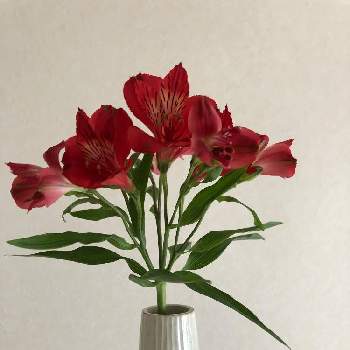 アストロメリアの画像 by minaさん | インテリアとアストロメリアと花のある暮らしと南国植物と花いろいろ