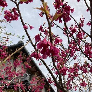 カンヒザクラの画像 by のあさん | 寒緋桜とカンヒザクラ