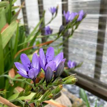 バビアナの花の画像 by まるさん | 小さな庭と鉢植えと紫色の花とバビアナの花と我が家の庭のお花