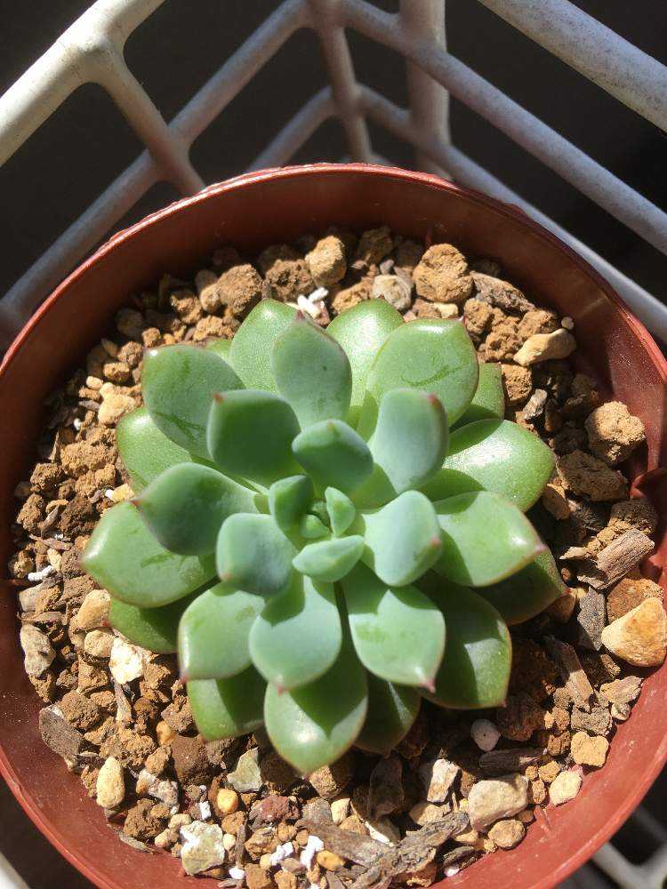 エケベリア風緑成長記｜🍀GreenSnap（グリーンスナップ）