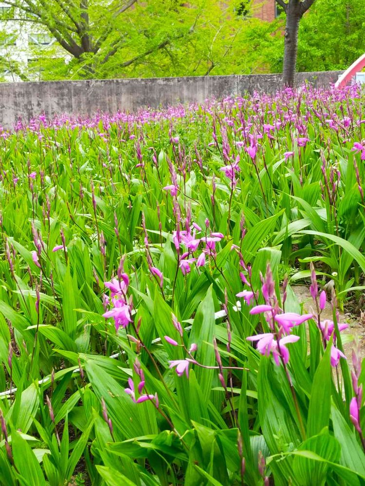 とりさんの山下公園への投稿