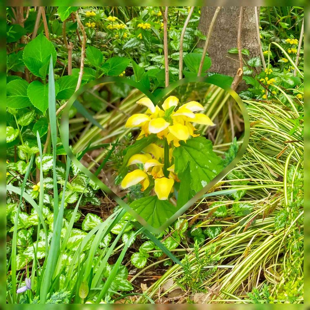 とりさんの山下公園への投稿