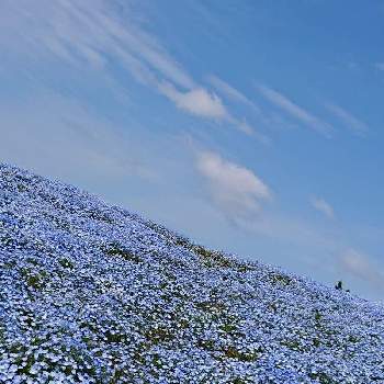 空と花の画像 by サンゴロウさん | お出かけ先と空と花と ネモフィラと青いお花