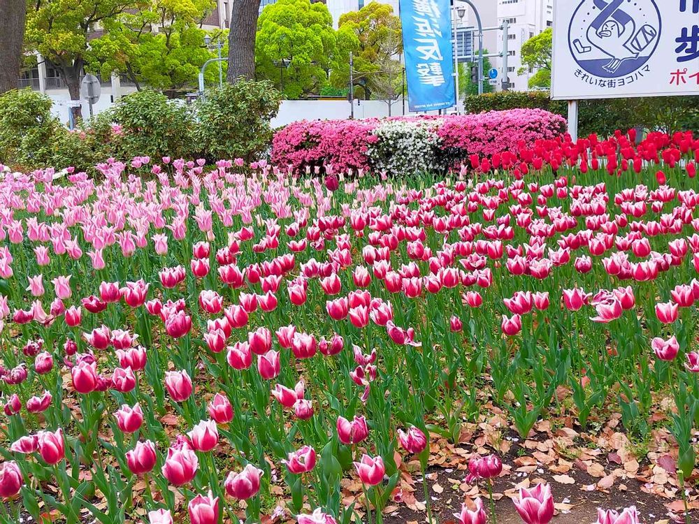 とりさんの横浜公園への投稿