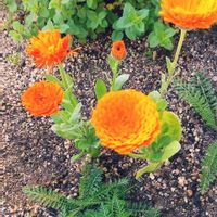 オレガノ,キンセンカ（カレンデュラ）,ハーブ,小さな庭の画像