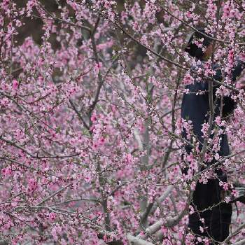 桃の花☆の画像 by JOUROさん | 畑とモモと畑の花とGS映えと桃の花☆と花のある暮らしと旬の花