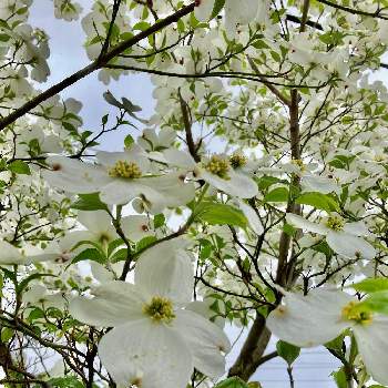 清楚な白いお花の画像 by 栗 かのこさん | 花水木と春の訪れと清楚な白いお花