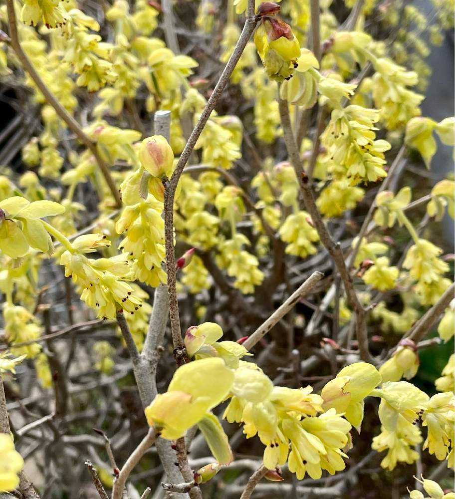 確認用♡小花たくさんの花かんむり♡黄色 オレンジ 白（オレンジバラと  