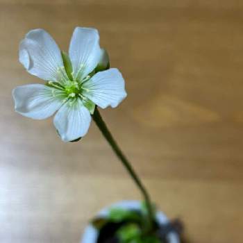 食虫植物 ハエトリソウの画像 by yumiさん | バルコニー/ベランダと食虫植物といっしょと花が好き❤と食虫植物 ハエトリソウとベランダガーデニングとおうち園芸と元気に育ててますよ
