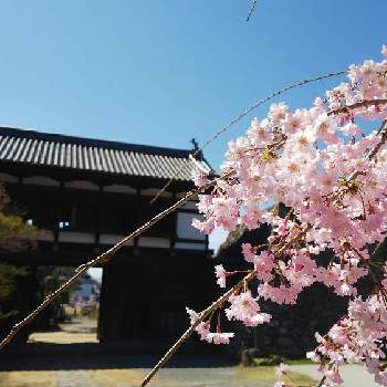 しだれ桜の画像 by Ko-太さん | お出かけ先としだれ桜とさくら 桜 サクラと桜フォトコン2022