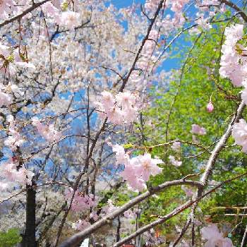しだれ桜の画像 by Ko-太さん | お出かけ先とさくら サクラ 桜としだれ桜とさくら 桜 サクラ