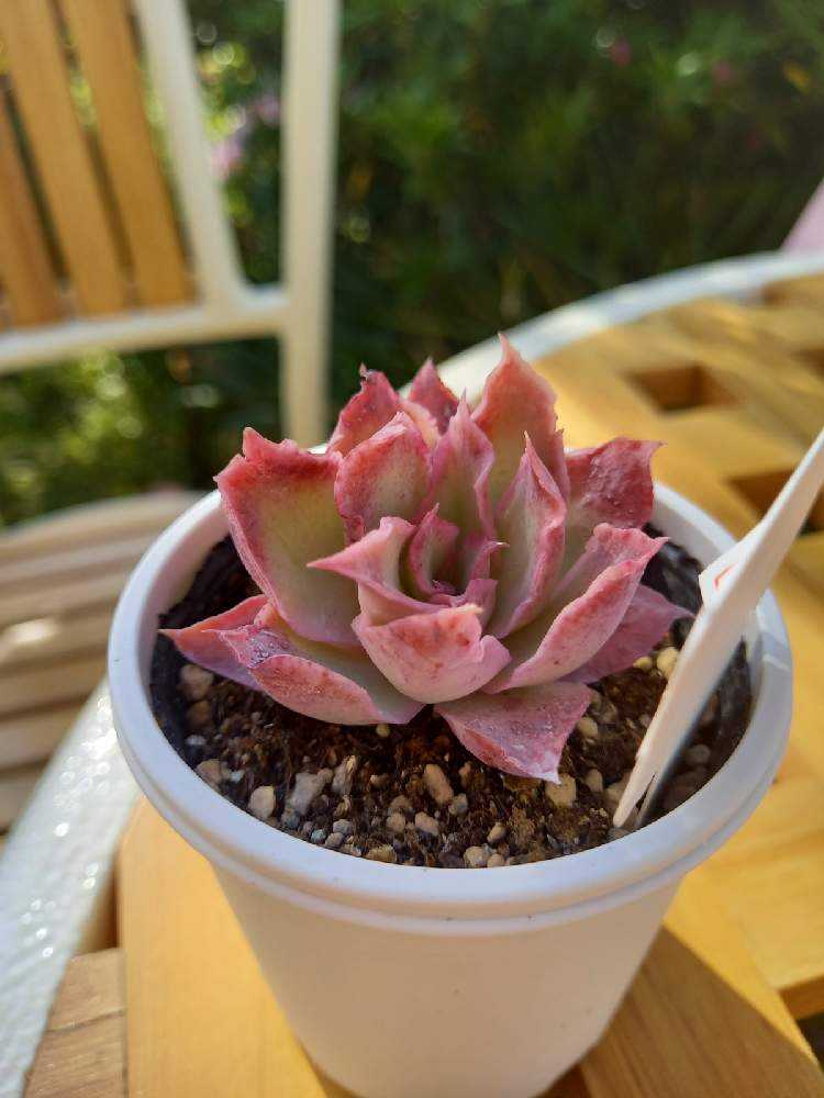 264🌹🌹💐マジックサバナ｜🍀GreenSnap（グリーンスナップ）