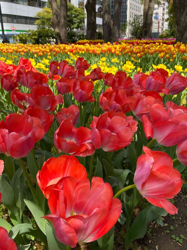 さくらじまさんの横浜公園への投稿