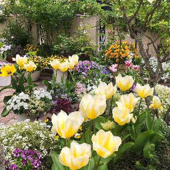 ビオラ フィオリーナの画像 by サニーさん | 小さな庭とヒューケラドルチェとチューリップ　スイートハートとスーパーアリッサム・フロスティナイトとビオラ フィオリーナとオレンジ色の花とPWとサンフラマニアと紫色の花とサントリー フラワーズと球根とイングリッシュガーデンと黄色の花とガーデニングと白い花と『秋植え球根2022』フォトコンテストとPWプルーブンウィナーズと球根植物とPW育てたと花と生きるサントリー