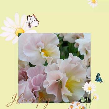 イースターの画像 by mimozaさん | 小さな庭とフリル咲きパンジー　シエルブリエとイースター