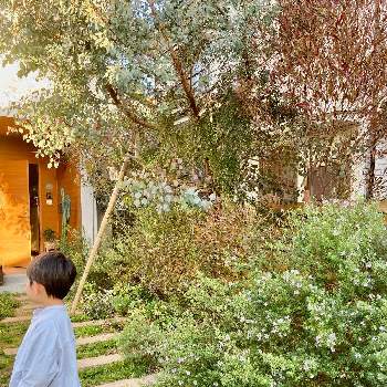 ウエストリンギアの画像 by kiisantaさん | 小さな庭とオージープランツとネイティブプランツとウエストリンギア