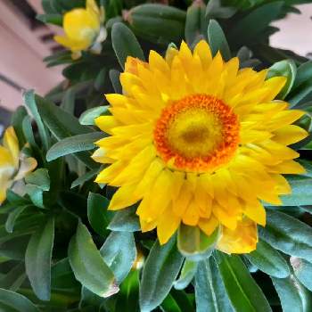 ヘリクリサム！の画像 by マルナムさん | ヘリクリサム！と日曜ビタミンカラー♪とお花大好きとみどり大好きと黄色い花と❤️いいね、ありがとうと癒されます♥と花のある暮らしとトリトンさんお帰りなさい❣️