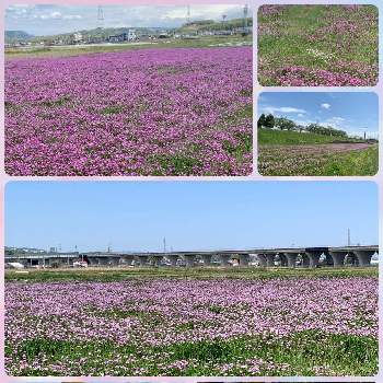 シロレンゲの画像 by haruさん | 畑とシロレンゲとレンゲソウとレンゲとピンクとホワイトとレンゲ畑とさんぽ道