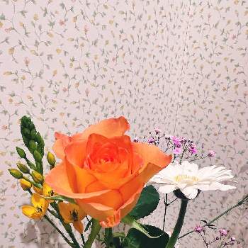 フリージア  黄色の画像 by アンドレさん | 玄関と薔薇♪と ガーベラとフリージア  黄色とかすみ草♪