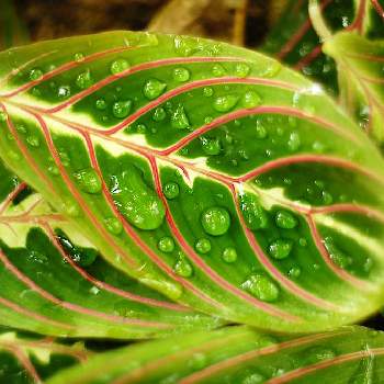 マランタ・レウコネウラ・エリトロネウラの画像 by XLCRさん | お出かけ先とマランタ・レウコネウラ・エリトロネウラとグリーンアクセサリー♪と観葉植物と葉脈と水滴と葉