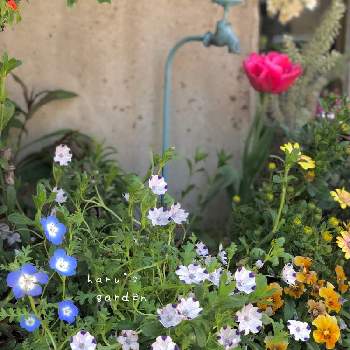ブルーとパープルのお花♪♪の画像 by はる♪さん | はる♪花壇と小花会とネモフィラ♡とおうち園芸とネモフィラ マキュラータとガーデニングとリーフ好きﻌﻌ♥と花のある暮らしとリトルレディ✿ฺ。とブルーとパープルのお花♪♪