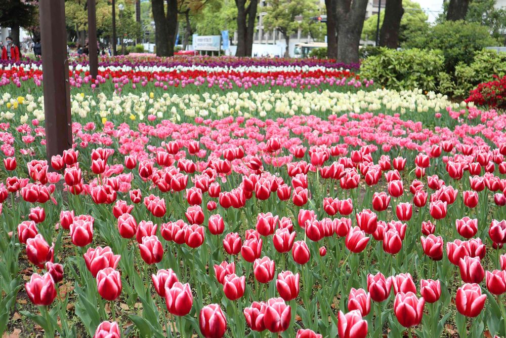 ミコノスさんの横浜公園への投稿