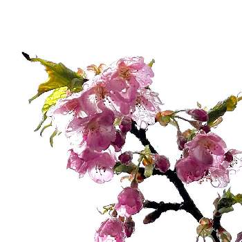 河津桜の画像 by Dai39さん | 広い庭と河津桜
