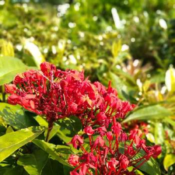 沖縄の植物の投稿画像一覧 Greensnap グリーンスナップ