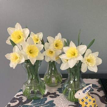 イースターの画像 by matsuさん | 水仙と 水仙とニューヨークとホームとイースターと春。と花束
