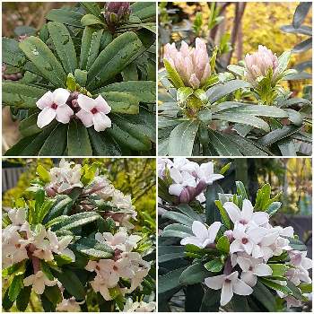 四季咲き沈丁花の投稿画像一覧 Greensnap グリーンスナップ