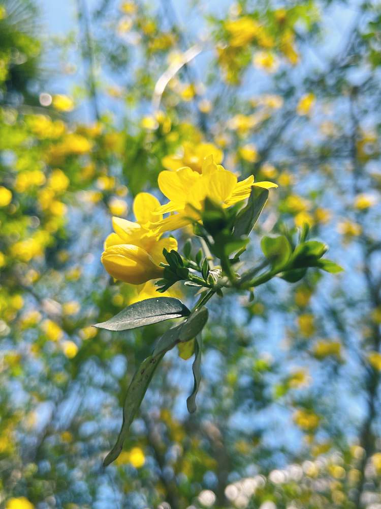 雲南黄梅 うんなんおうばい の投稿画像 By Tomokoさん 可愛い花と黄色い花と美しいと癒されると出先の癒しと花好きとお出かけ先と可愛い花と黄色い花 と美しいと癒されると出先の癒しと花好き 22月4月18日 Greensnap グリーンスナップ Greensnap グリーン