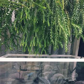 フペルジア ゴエベリーの画像 by mesuko さん | 部屋とフペルジア ゴエベリーとフレグマリア フィリピネスと名前を教えて！と観葉植物と半日陰とハンギングと水槽とシダ植物とカメ