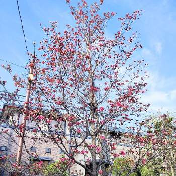 東京荒川区の画像 by shiba47さん | お出かけ先とハナミズキ　赤と散歩中と小さな公園と東京荒川区