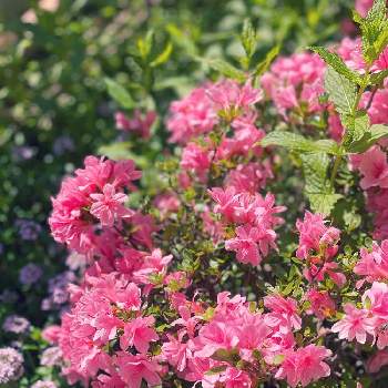 沢山の蕾の画像 by てぃこさん | 小さな庭とタイム 'ロンギカウリス'とつつじと日向でよく咲くと今から楽しみ✨とありがとう✨とおうち園芸と沢山の蕾とピンクのお花