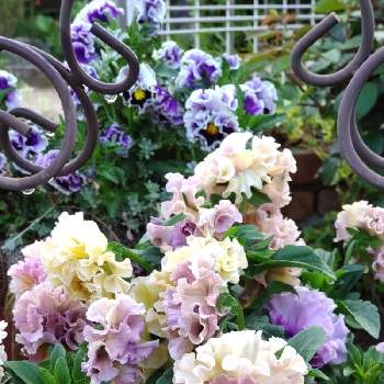パンジー ローブドゥアントワネットの画像 by puttinさん | 小さな庭とパンジー ローブドゥアントワネットとガーデニングと季節の花と花のある暮らしとビオラ・パンジー