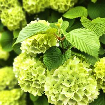 グリーンの癒し。の画像 by シェリーさん | オオデマリと元気な月曜日❗️とキラキラ✨とグリーンの癒し。とグリーン！グリーン！グリーン！と緑の花と綺麗な緑色と叔母の庭と元気！とグリーングリーン♪と大手毬の花といつも心に太陽をとみどりに癒されると緑色の花とオオデマリの花と緑色の葉とみどりいろとグリーングリーンとオオデマリ❁とグリーンとオオデマリ♡