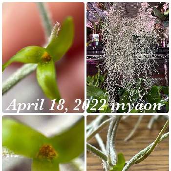 ウスネオイデスの花の投稿画像一覧 Greensnap グリーンスナップ