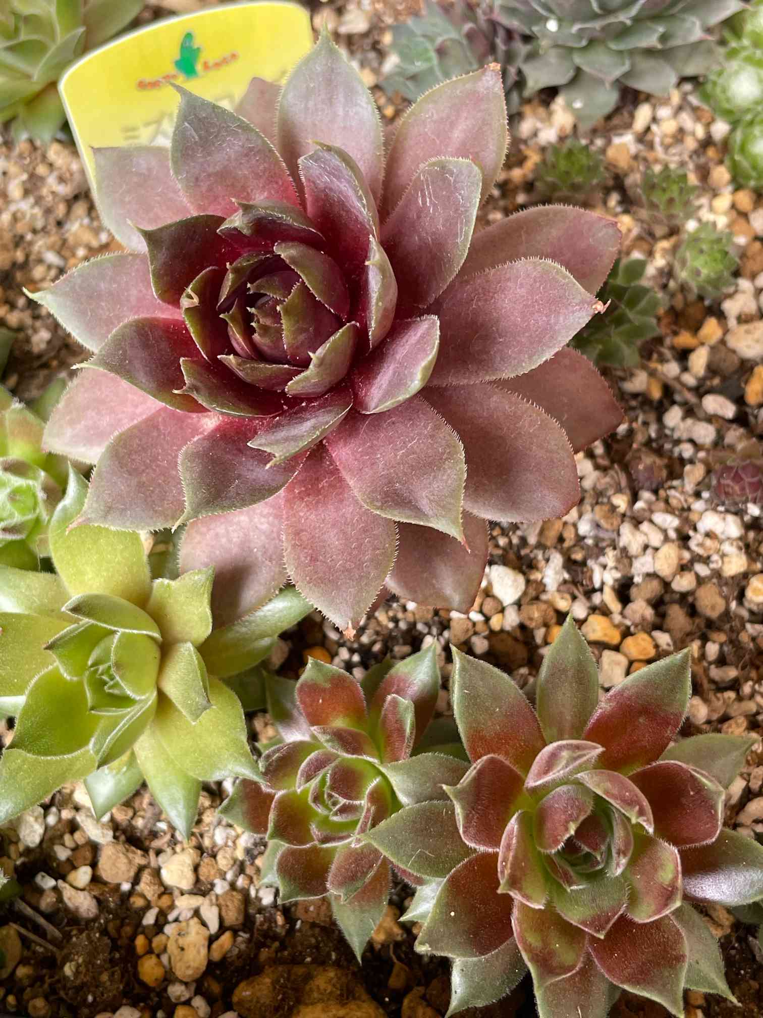 センペルビウム ミズリーローズの一覧｜🍀GreenSnap（グリーンスナップ）