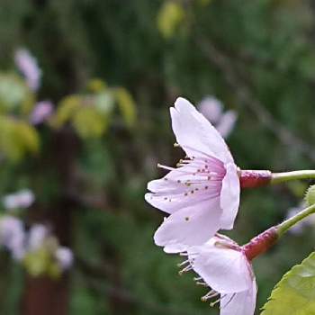 ヤマザクラの画像 by えりっちさん | ヤマザクラとピンクの花と癒しとキレイ☆と春の訪れと戦争反対と大きな木と裏の森