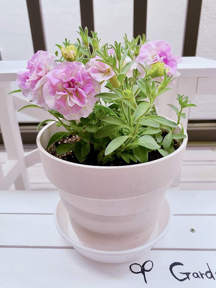 ピンクの花の投稿画像 By おかゆさん ピンクと白 とベランダガーデンとおうち園芸とペチュニア とペチュニア八重と癒し とバルコニー ベランダとペチュニアガーネットピンク とピンクの花とピンクと白とベランダガーデンとおうち園芸とペチュニア とペチュニア八重と