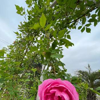 カップ咲の画像 by ラックスさん | 広い庭と*ラレーヌ・ビクトリア*とつるバラとピンクの薔薇と四季咲バラとカップ咲