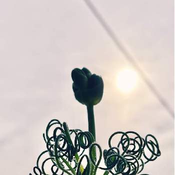 クルクルの画像 by SAMさん | バルコニー/ベランダとアルブカ スピラリス フリズルシズルと観葉植物を楽しむとグリーンのある暮らしと自然美とミニ観葉とケープバルブと蕾がかわいいと大事に育てたいとわたしの家の観葉植物とクルクル