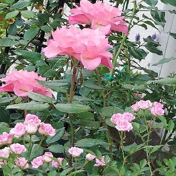 品種不明の画像 by IKUMAMAさん | 小さな庭とカワイイ～☺️と咲いてくれてありがとう❤とおうち園芸と品種不明と鉢植えのバラとバラ・ミニバラとバラを楽しむと癒し♡